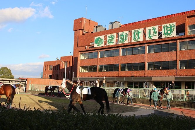 🏇 사가 경마장 (사가케이바조) 이미지 4